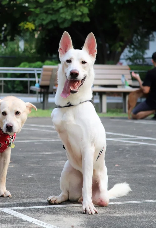 HARA | Happiness Animal Rescue Alliance — Hopps